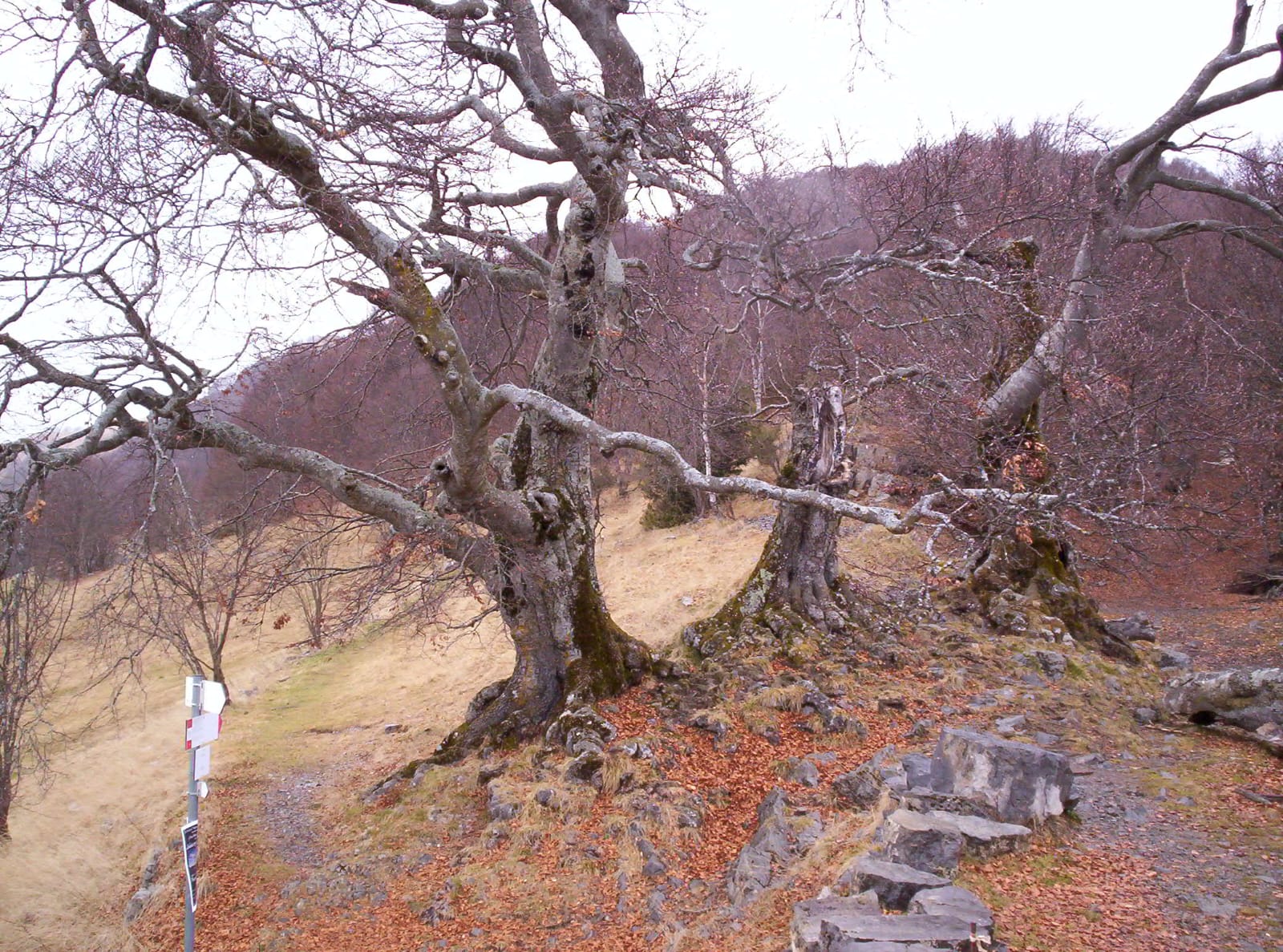 Foto copetina Tre Faggi │ Fuipiano